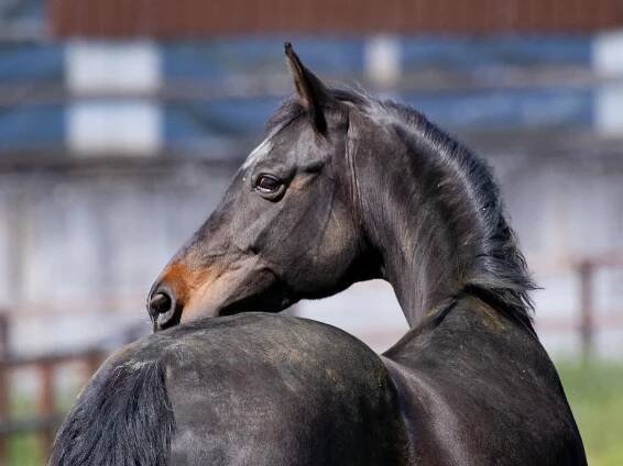 Seal Bay or Brown Base Horse Coat Color