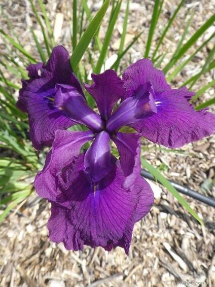 Kosatec Kaempferův Royal Radiance - Iris ensata