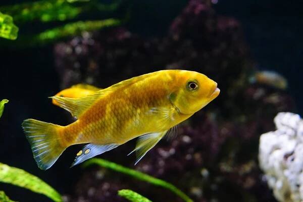 Petrotilapia xanthos | Malawi-cichlidy.cz.