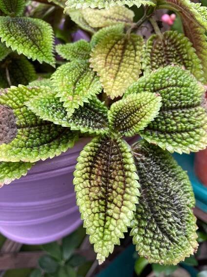 Pilea mollis Moon Valley ozdobná pokojová rostlina květináč 12 cm KRÁSNÁ