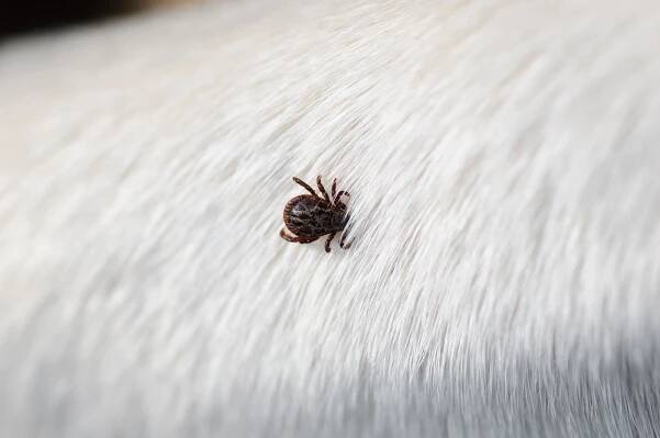 Simparica: Zuverlässiger Zeckenschutz für Ihren Hund - hunde-gesundheit.de