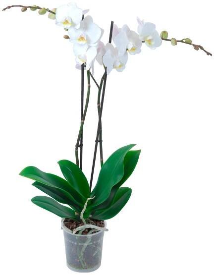 Orchidej Phalaenopsis bílá 2výhonková