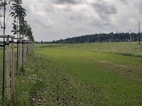 Klenovice: Od monokulturních lánů k pestré krajině - OBEC 2030