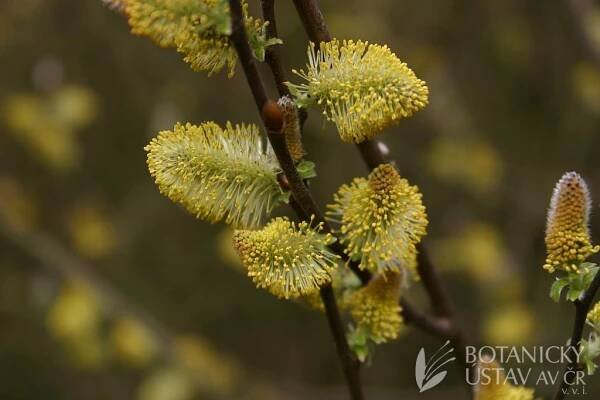 Salix aurita - vrba ušatá | Lukáš Hrdinka | Autoři | iBotky.cz