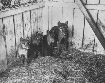 Soubor:Thylacine cubs.jpg