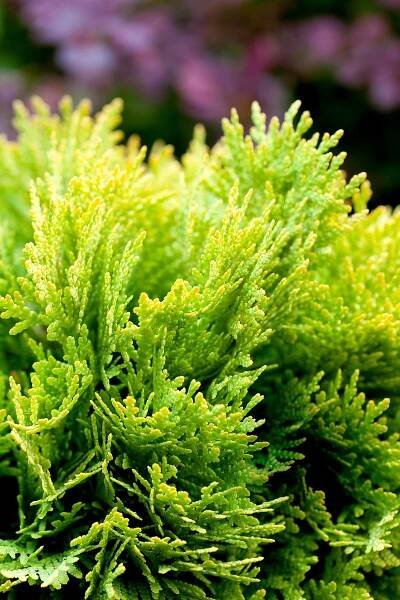 Shrubs in Containers