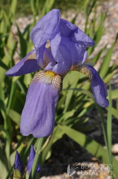 Iris barbata elatior Ann Page (3) | HORTIFOTO | Autoři | iBotky.cz