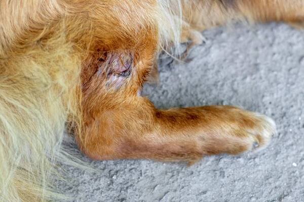 New device delivers antibiotics directly to wounds in dogs and horses