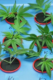 Klonování mnoha rostlin marihuany