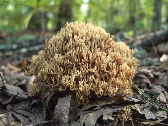 Coral6.jpg