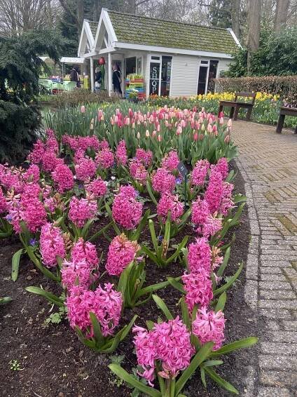 Keukenhof gardens flower reports