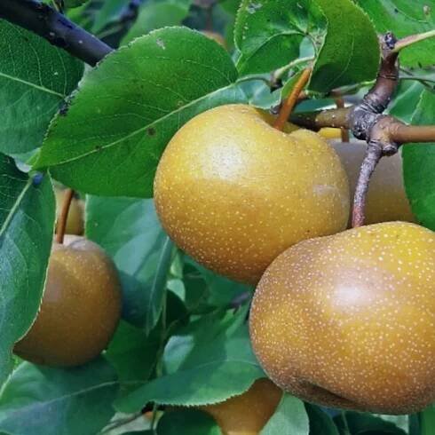 Pyrus pyrifolia 'Kosui', japonská hruška nashi, 5litrový květináč