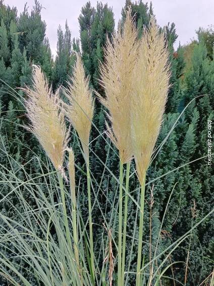 Pampová tráva - Cortaderia selloana (kontejner p9) Barva květů bílá