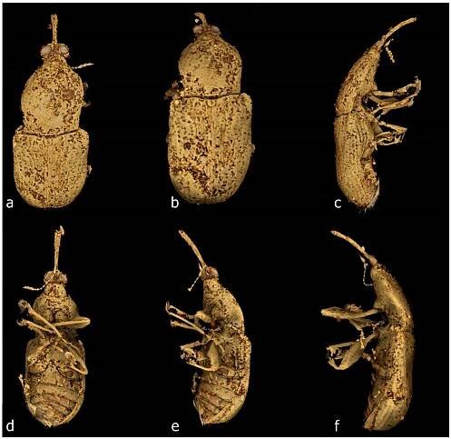 The Weevil Fauna Preserved in Burmese Amber—Snapshot of a Unique, Extinct Lineage (Coleoptera: Curculionoidea)