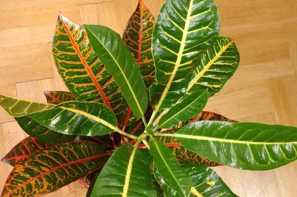 Kroton/Codiaeum variegatum - detail