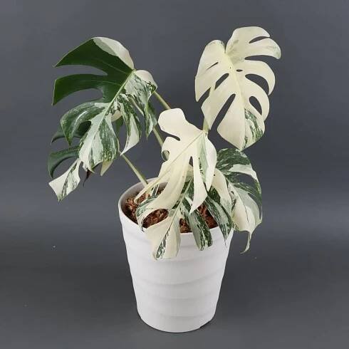 Proč je Monstera tak drahá?
