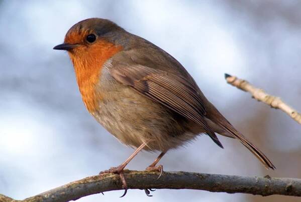 File:Robin, Leighton Moss January 2009.jpg - Wikimedia Commons