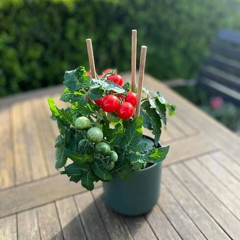 OBI Cherry rajčata Pick & Joy pr. květináče 12 cm, výška 30-35 cm