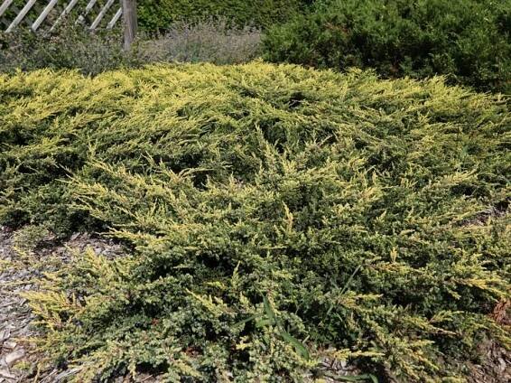 Jalovec obecný 'Goldschatz' (Juniperus communis) – sazenice