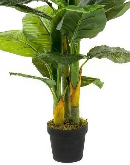 Toulcovka Spathiphyllum gigant - 3 kmeny, 130cm