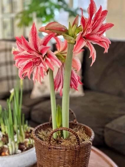 Christmas Amaryllis Care: Growing and Styling Festive Blooms