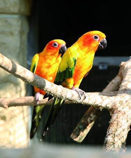 Papouščí zoo v Bošovicích zahájí sezonu. Láká i na aratingy sluneční