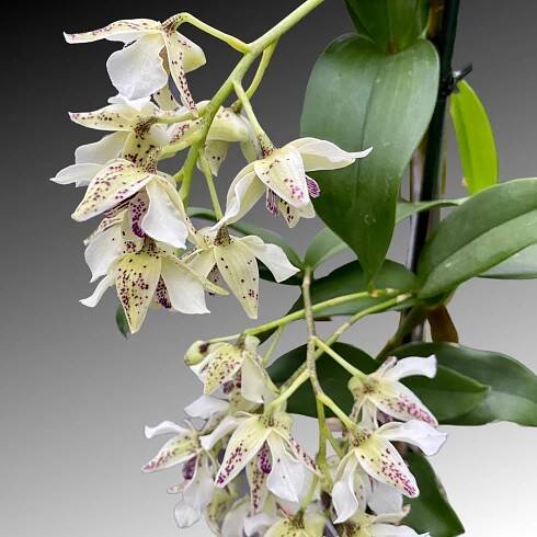 Den. Royal Chip - Latouria Dendrobium - Palmer Orchids