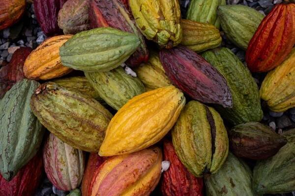 Čokoládové Velikonoce, které mohou mít dopad na rozvoj komunit - Fairtrade Česko a Slovensko