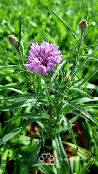 MODRAVEC - CATANANCHE CAERULEA BLUE