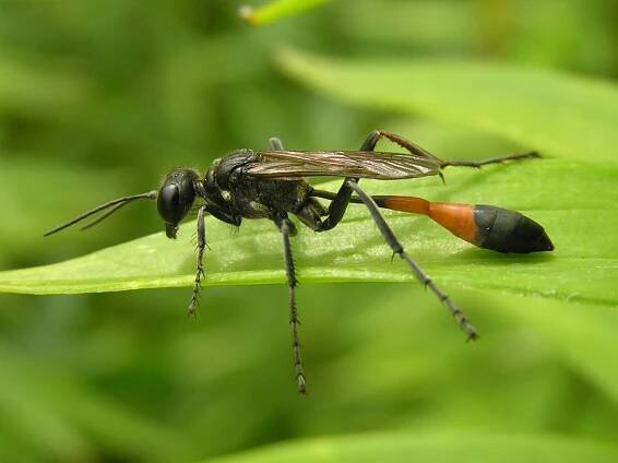 Sphecidae