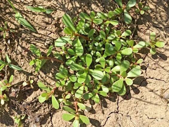 Šrucha zelná (Portulaca oleracea)