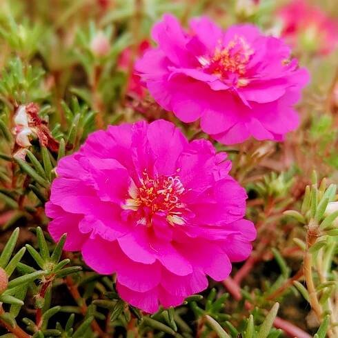 Šrucha zlatá Sundial Fuchsia F1 - Portulaca grandiflora - osivo šruchy - 80 ks