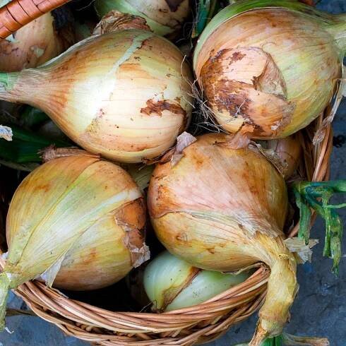 Cibule Exhibition – Allium cepa – osivo cibule