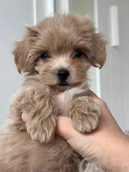 Holčička Maltipoo Světlá f1