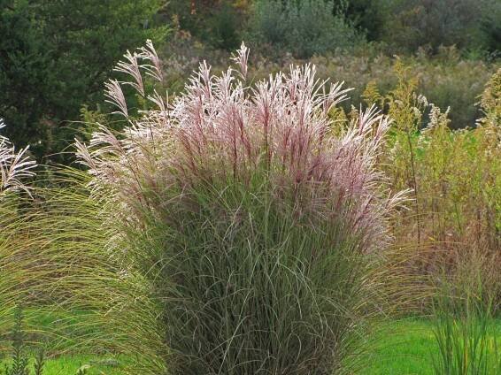 Plants - Grasses - Hardscape Toledo