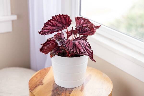 How to Grow and Care for Rex Begonias