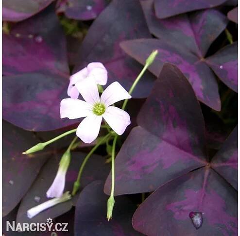 Šťavel - Oxalis triangularis - Narcisy.cz