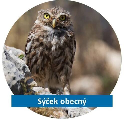Tipy pro zemědělce, jak chránit polní ptáky • Česká společnost ornitologická