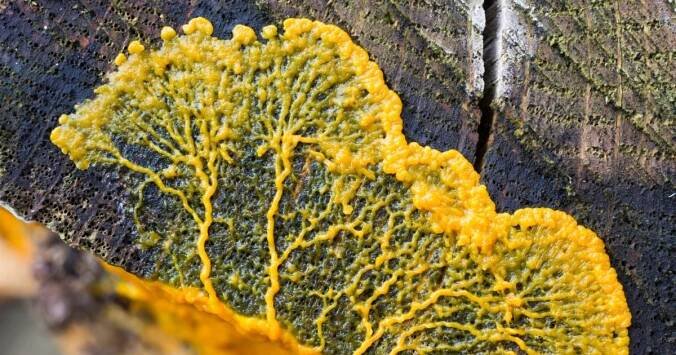 Znáte hlenky? Ani zvíře, ani houba, ani rostlina, plazí se přírodou a inspirovaly i horor, popisuje biolog