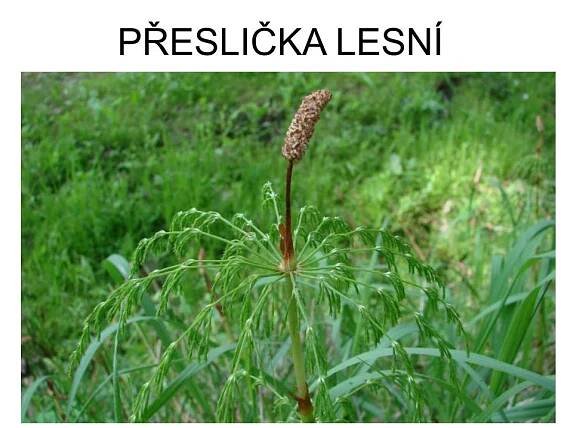 PPT - VÝTRUSNÉ ROSTLINY PowerPoint Presentation, free download - ID:835695