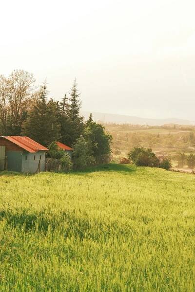 Free Peaceful rural scene with a lush green field, trees, and a small building under a clear sky. Stock Photo