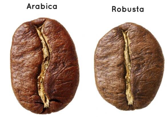 srovnani-robusta-arabica