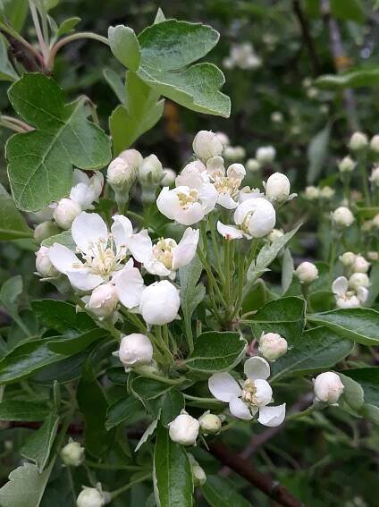 Malus transitoria