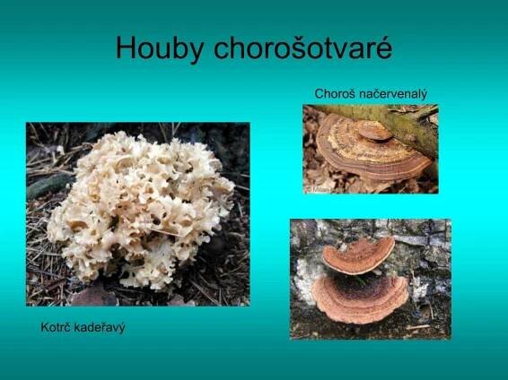 PPT - Houby stopkovýtrusné PowerPoint Presentation, free download - ID:3515221
