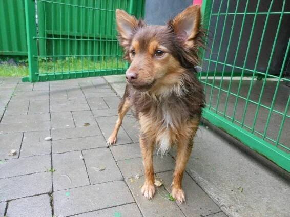 Psi k adopci z útulků, azylů a neziskových organizací