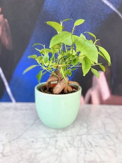 Zygo Cactus — The Tender Gardener