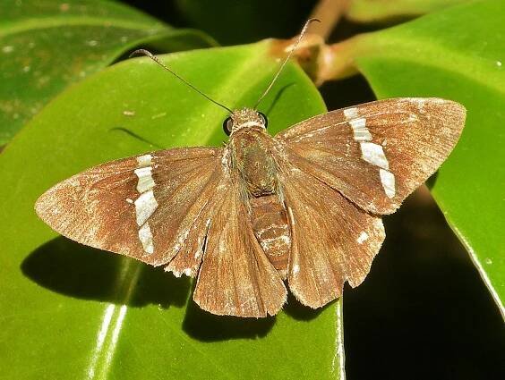 Image Gallery | Butterflies and Moths of North America