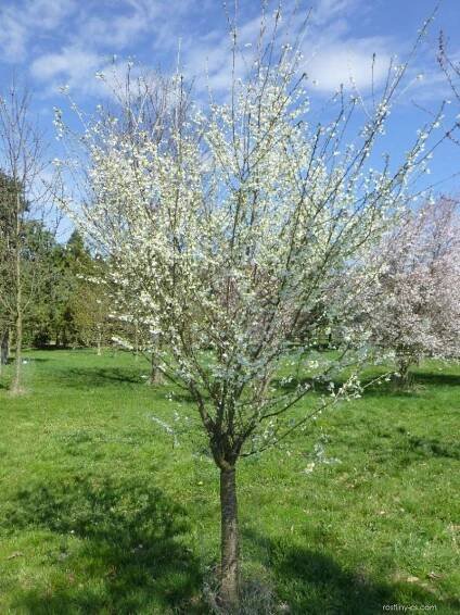 Atlas - fotogalerie: prunus incisa fujiyama; 1