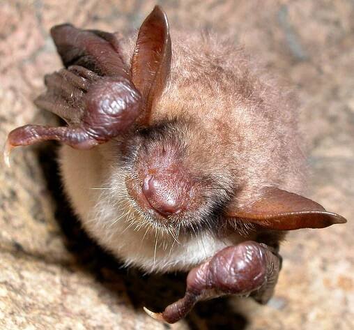 Myotis – Wikipedie