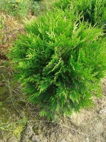 ~~THUJA TUJA Globosa Kulová koule sazenice Druh rostliny zerav